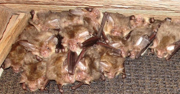 Roosting brown long-eared bat